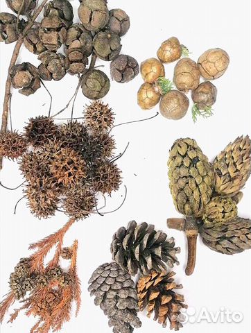 Набор для творчества из южных шишек