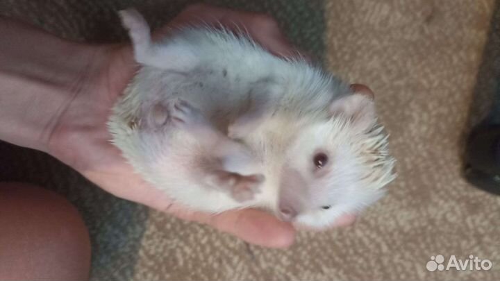 Африканский ежик