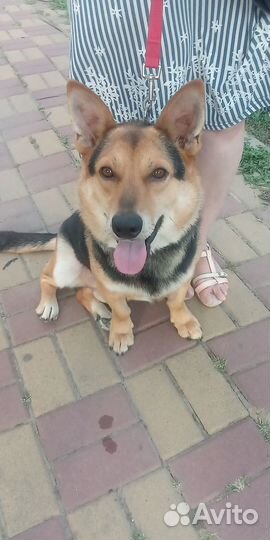 Собака в добрые руки отдам бесплатно