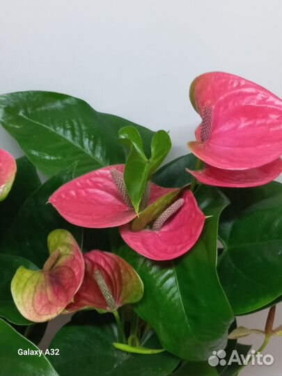 Антуриум Мелита