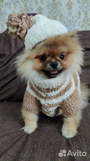 Одежда для собак