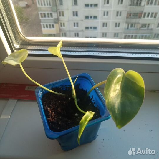 Домашние цветы