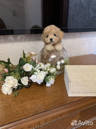 Щенки мальтипу f1 мини Москва