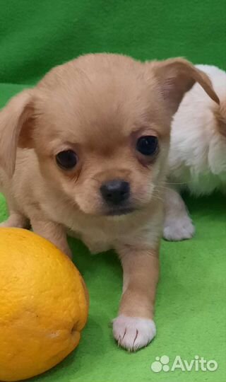 Мини чихуахуа щенки