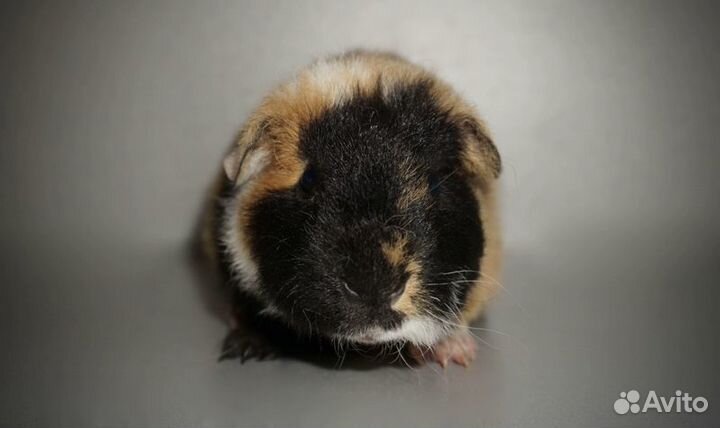 Морская свинка ам.тедди