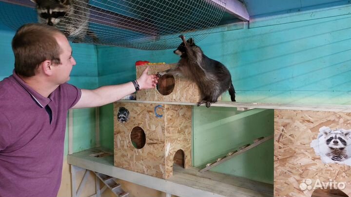 Общение с енотами