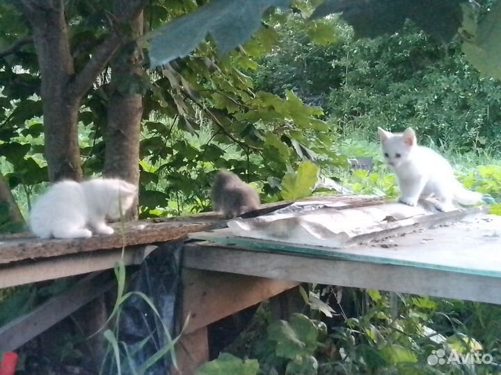 Котята в добрые руки