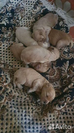 Коккер спаниель вязка