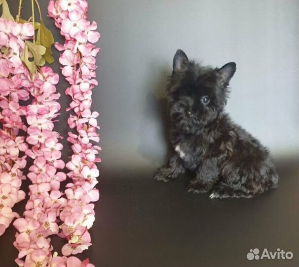 Щенки чёрный цветной йоркширский терьер