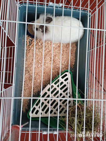 Декоративные кролики