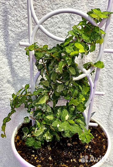 Фикус пумила вишес триколор