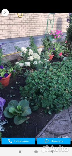 Кислица Оксалис -Айрон крос