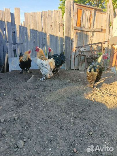 Петух породы Брама