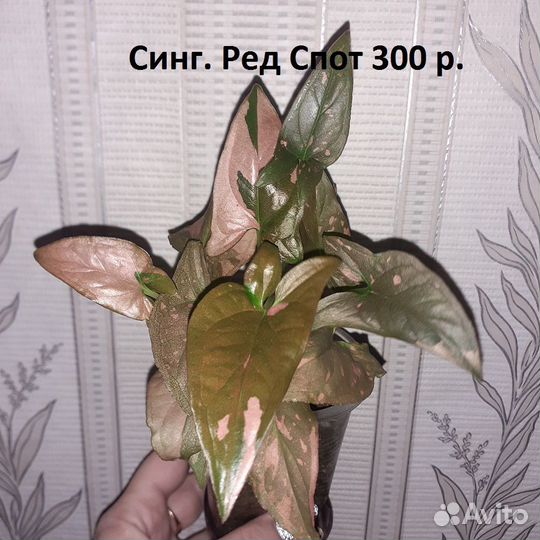 Сингониумы 3