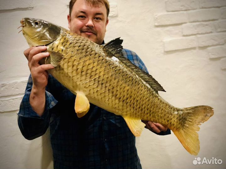 Чучела рыб подарок рыбаку