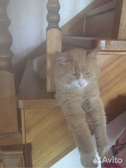 Степа ищет дом