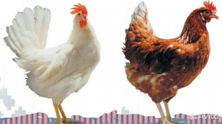 Куры разные