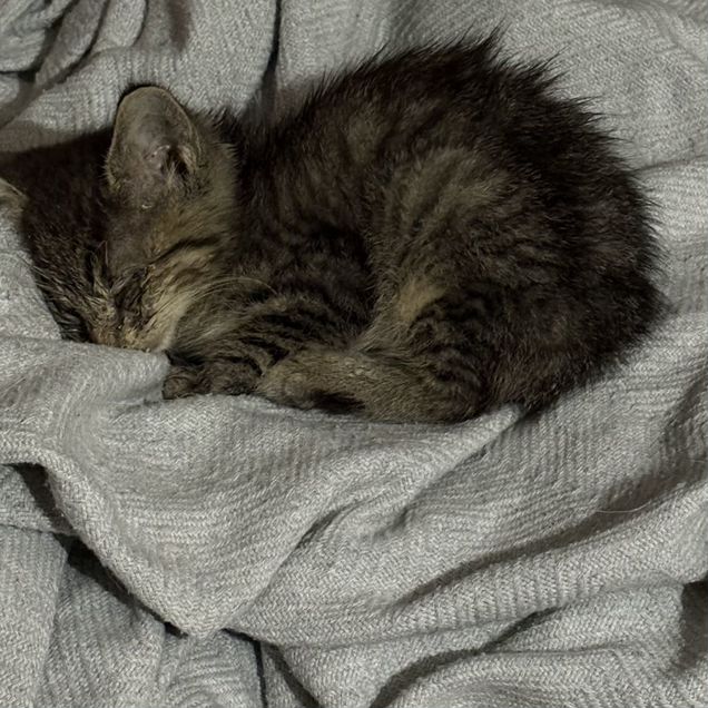 Котёнок в добрые руки