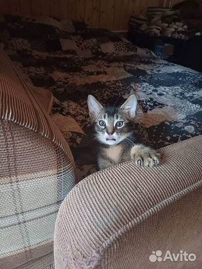 Абиссинская кошка