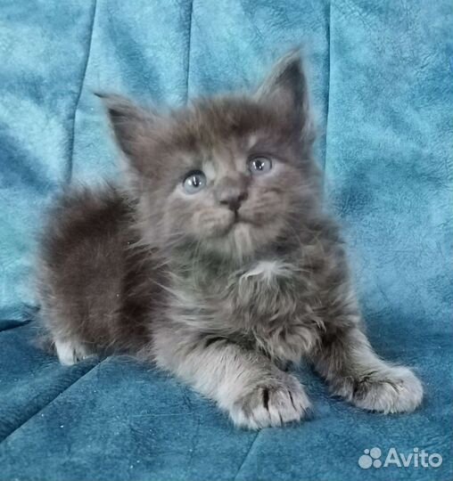 Котята мейн кун