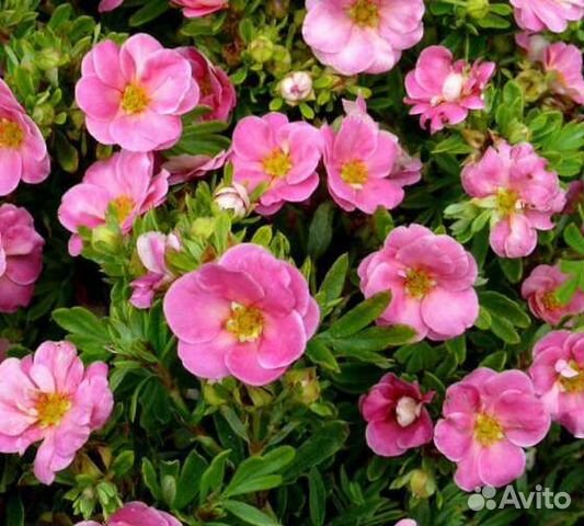 Лапчатка курильский чай купить в Сергиевом Посаде | Товары для дома и ...