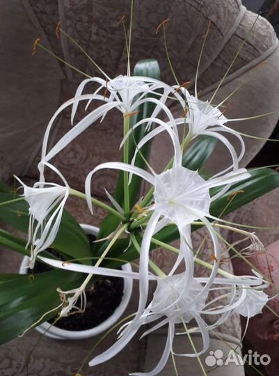 Гименокаллис карибский