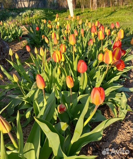 Тюльпаны луковицы 5 сортов