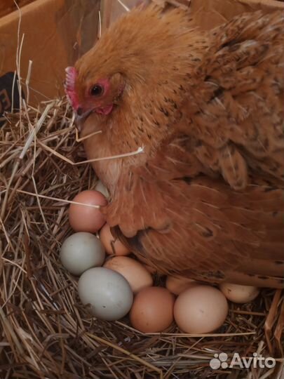 Инкубационное яйцо кучинской юбилейной