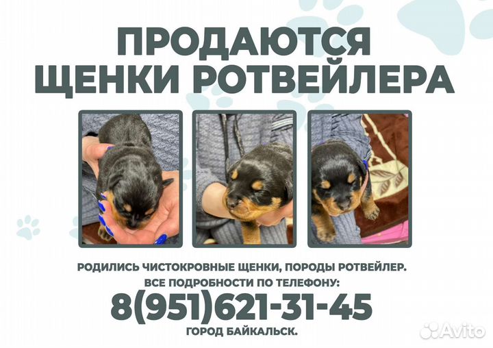 Щенки ротвейлера продажа