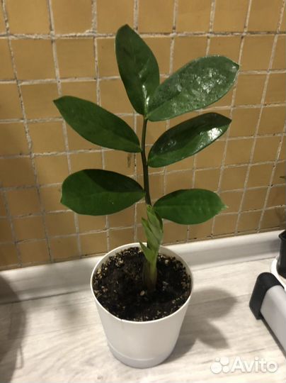 Замиокулькас