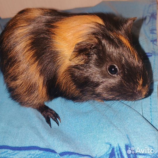 Морская свинка