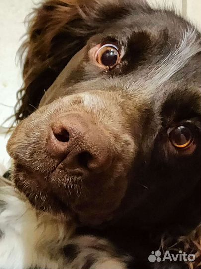 Русский спаниель