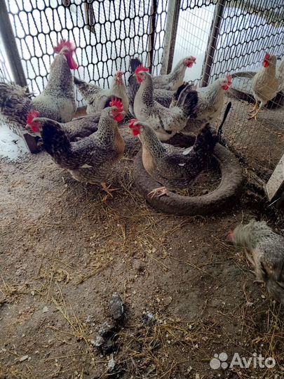 Инкубационное яйцо леггорн