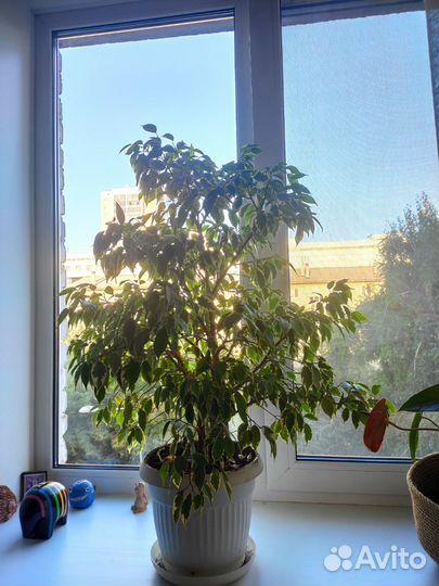 Фикус бенджамина