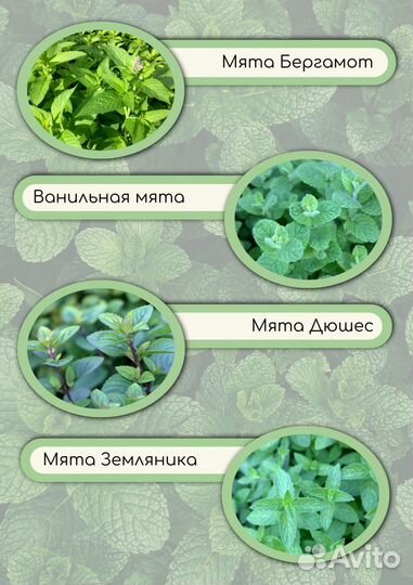 Мята 30 сортов