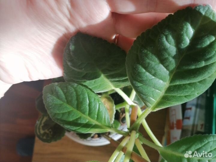 Глоксиния листики