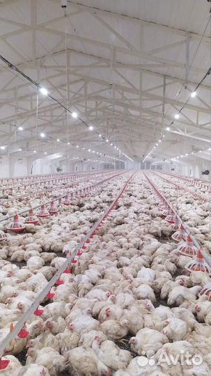 Куры бройлеры живым весом