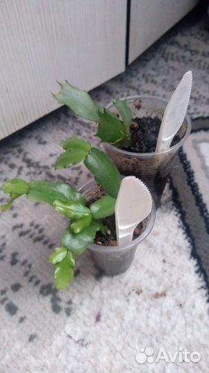 Комнатные цветы