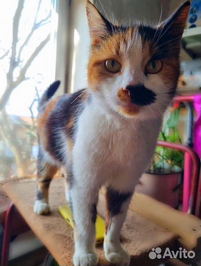 Кошка трехцветная бесплатно в добрые руки