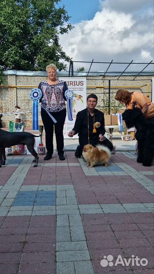 Услуги хендлера