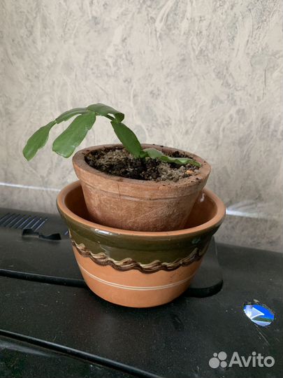 Декабрист Шлюмбергера малиновый