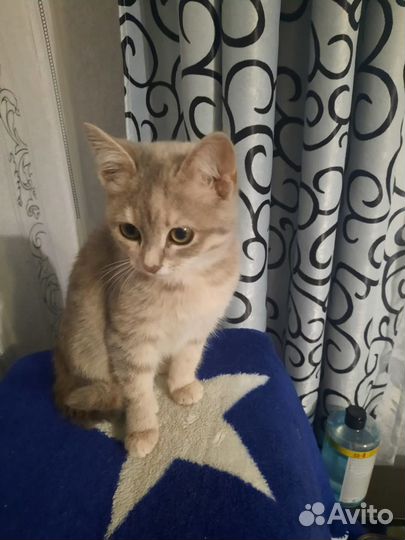 Кошка в дар