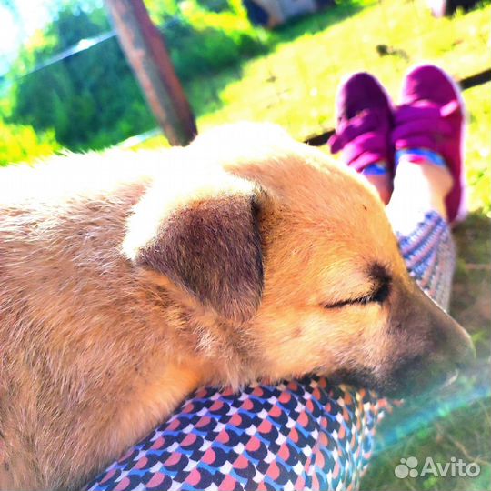 Щенки В дар. Помогите спасти малышей