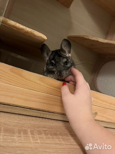 Шиншилла с витринной