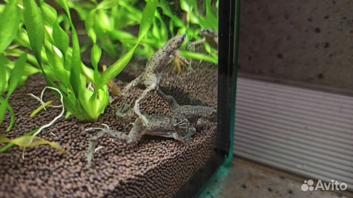 Карликовые аквариумные лягушки-гименохирусы