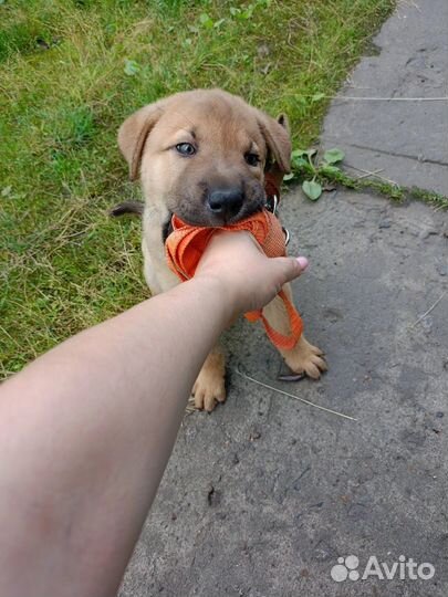 Собака Шарпей