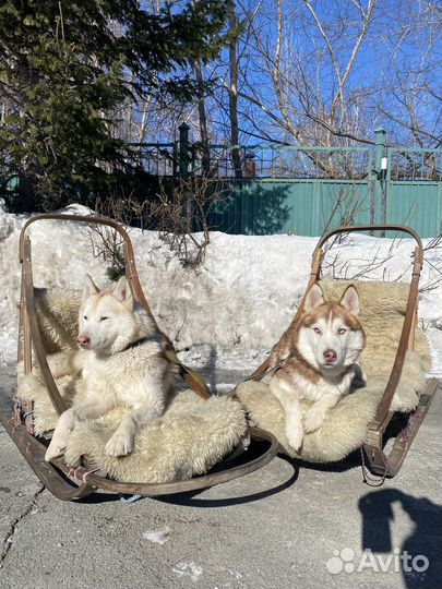 Мероприятия с четвероногими друзьями