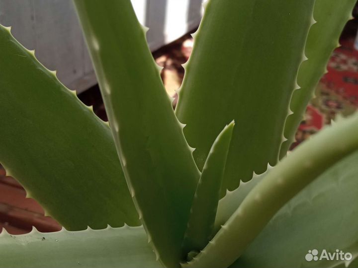 Агава, алоэ вера,каланхоэ, золотой ус