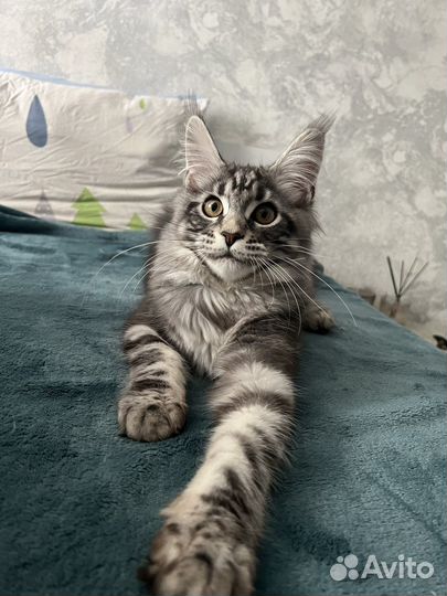 Котята мейн-кун