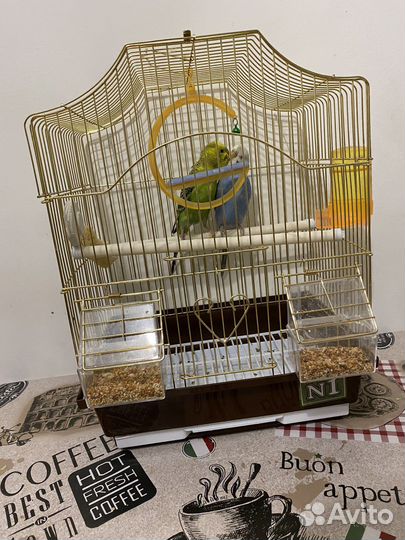 Волнистый попугай